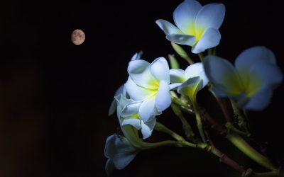 Jardiner avec la lune, mythe ou réalité?