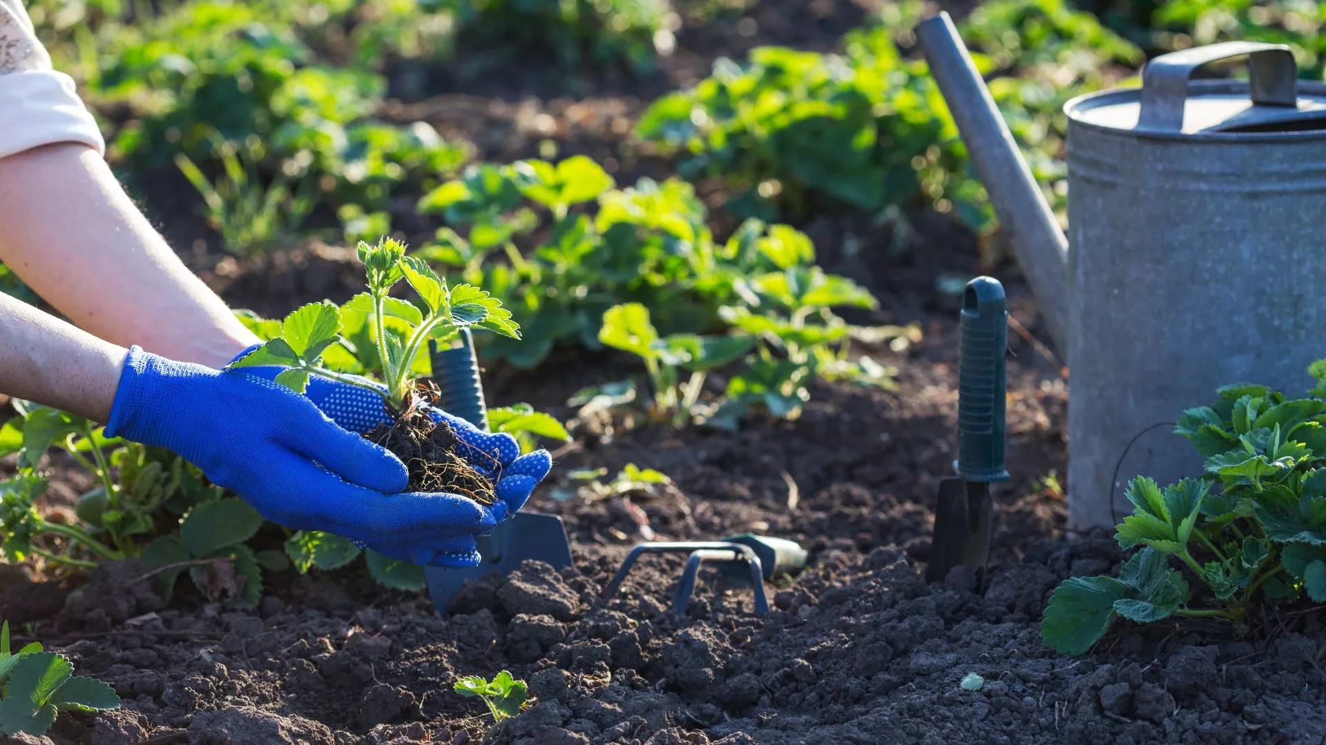 Solidarité Familles – Jardin citoyen Solidarité Familles - Jardin citoyen